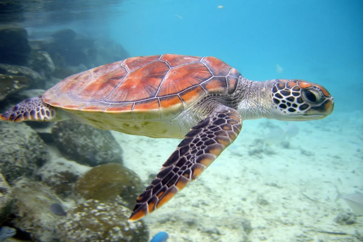 Green sea turtle