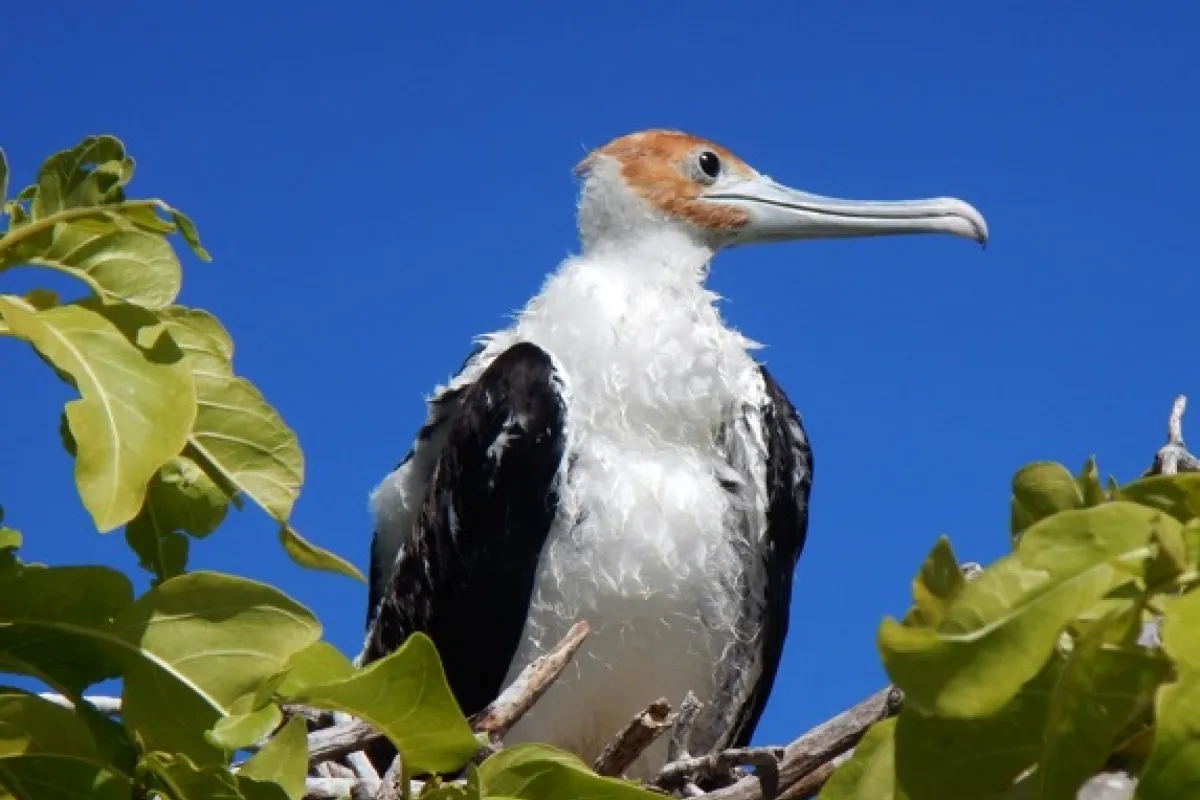 Great frigatebird female adult