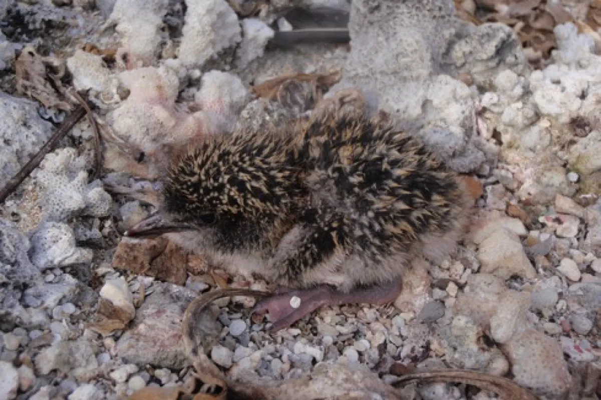 Sooty Tern baby