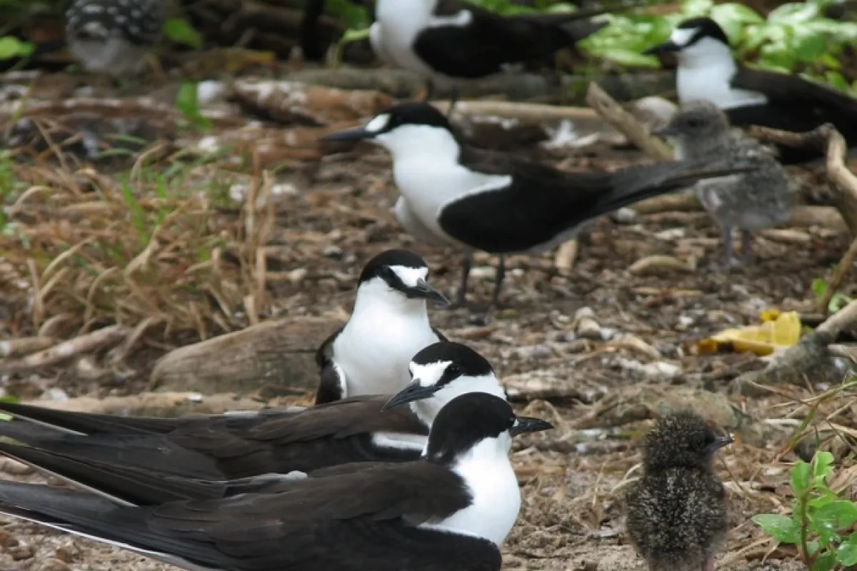 Sooty Tern adults