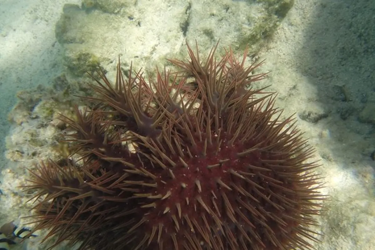 One of the most noticeable features of the crown-of-thorn starfish is their spines, which may be up to two inches long.