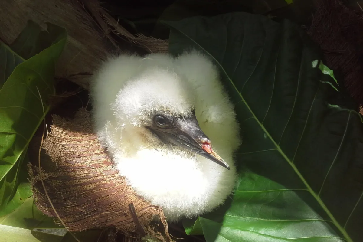 Young red-footed booby with a damaged beak