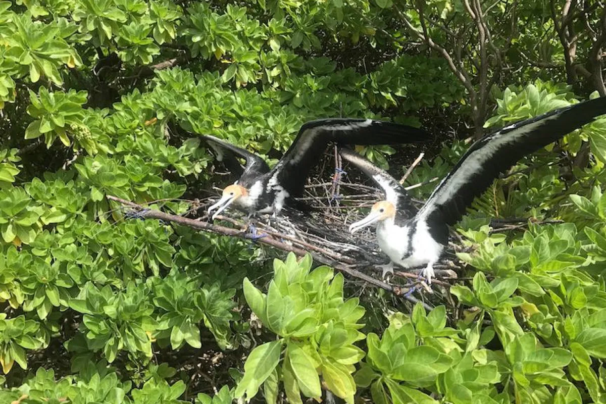 Lesser Frigatebird adults