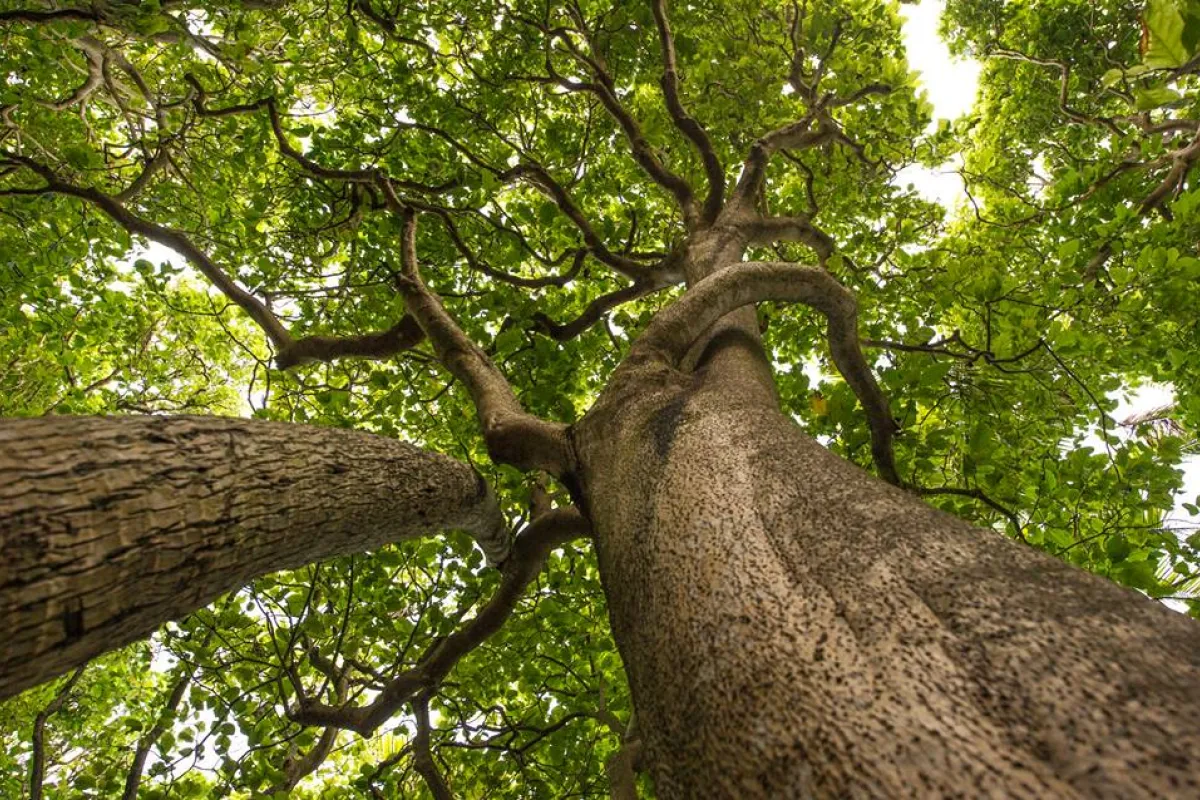 Cabbage Tree (Pisonia) canopy