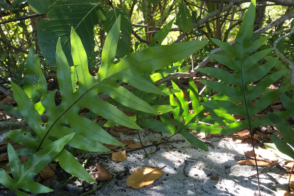 Metuapua'a poussant à l'ombre sur la plage de Rimatu'u