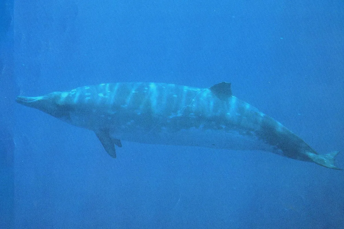 Comme d'autres baleines à bec, ces baleines sont des plongeurs profonds. Les plongées régulières vont de 20 à 45 minutes