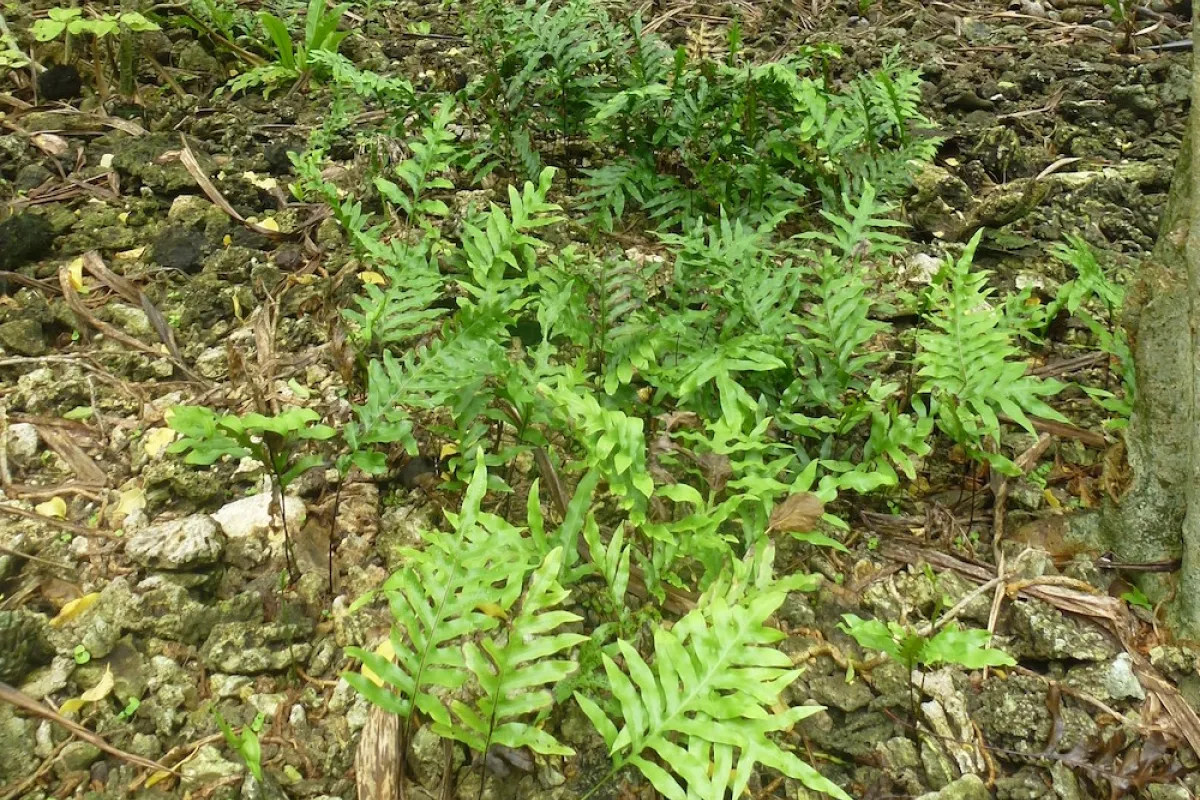 ...dans la forêt du Motu Reiono