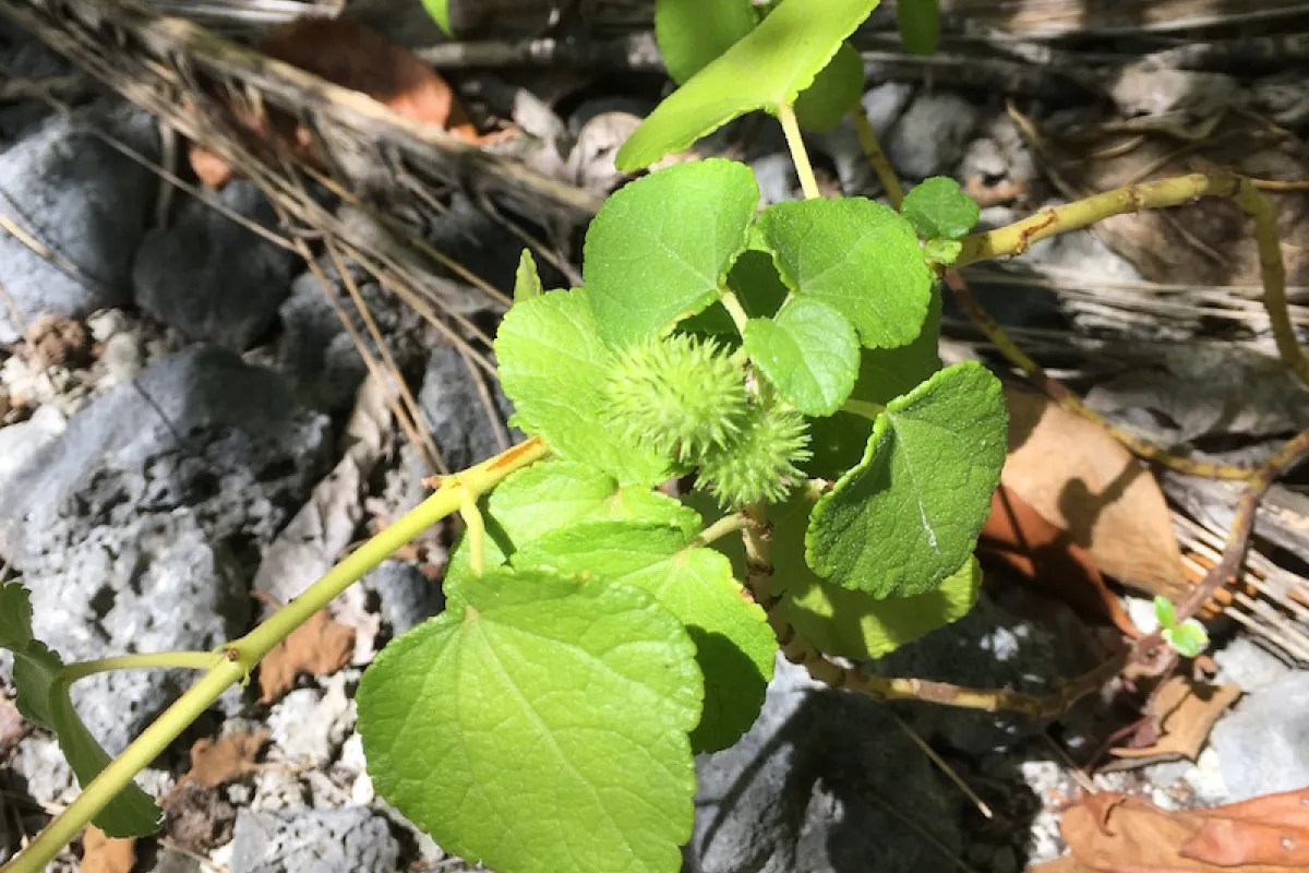 burred seed pods