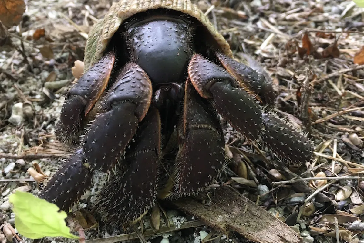 Forest hermit crabs are generally of a brown color but they can also be orange, black, or reddish. 