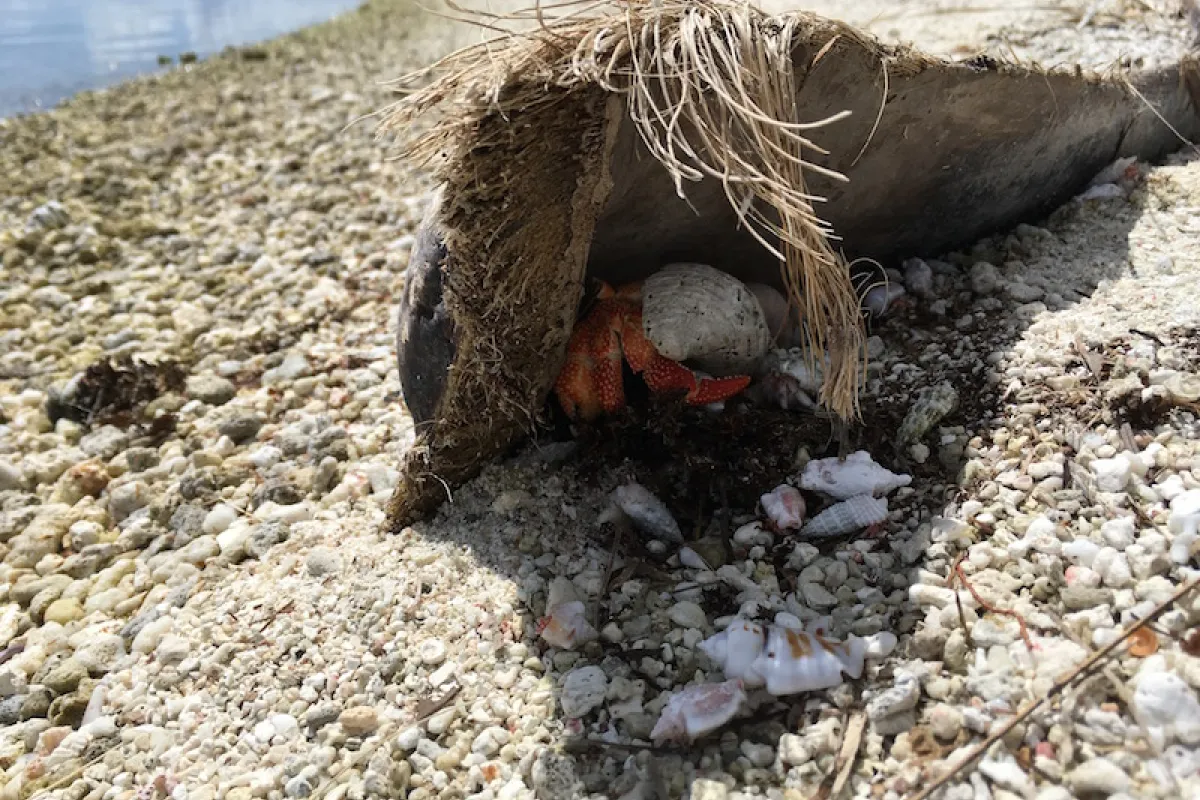 The strawberry hermit crab is more active at night, like the coconut crab.