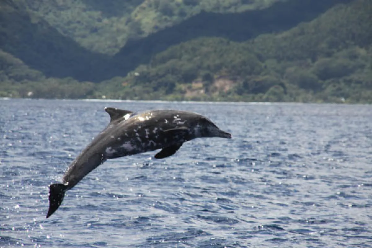 Les dauphins à bec étroit se trouvent toute l'année dans les eaux des îles Tuamotu et de la Société.