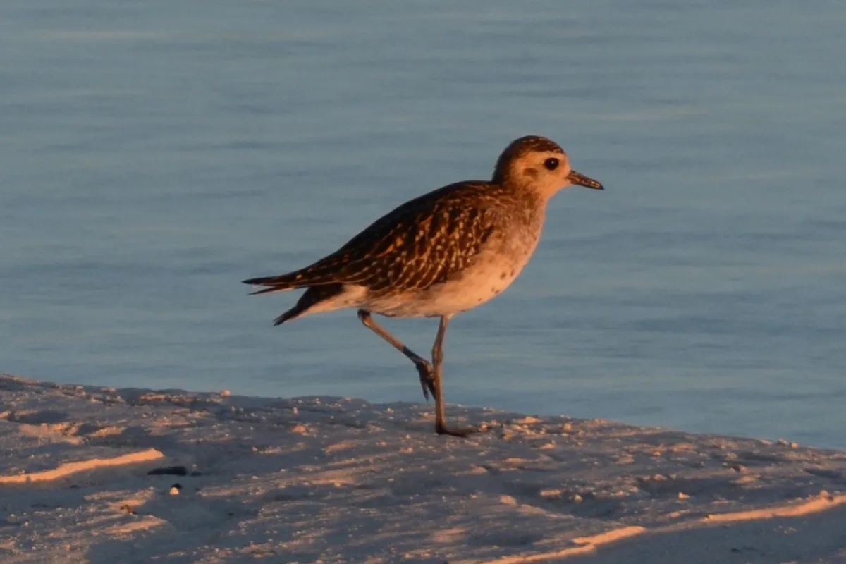 Pacific golden plover