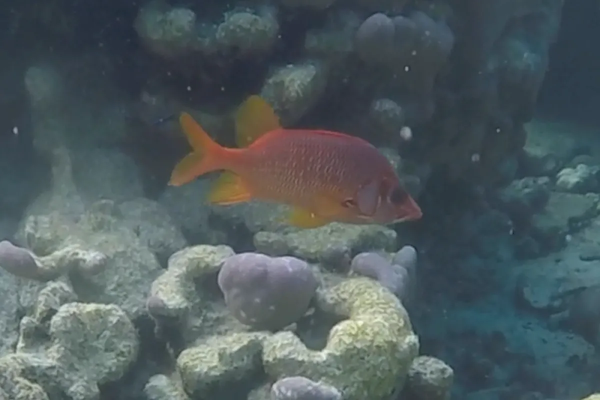 Apai stay near their coral caves