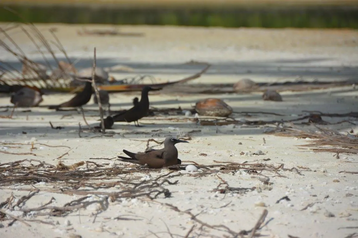 Brown Noddy 