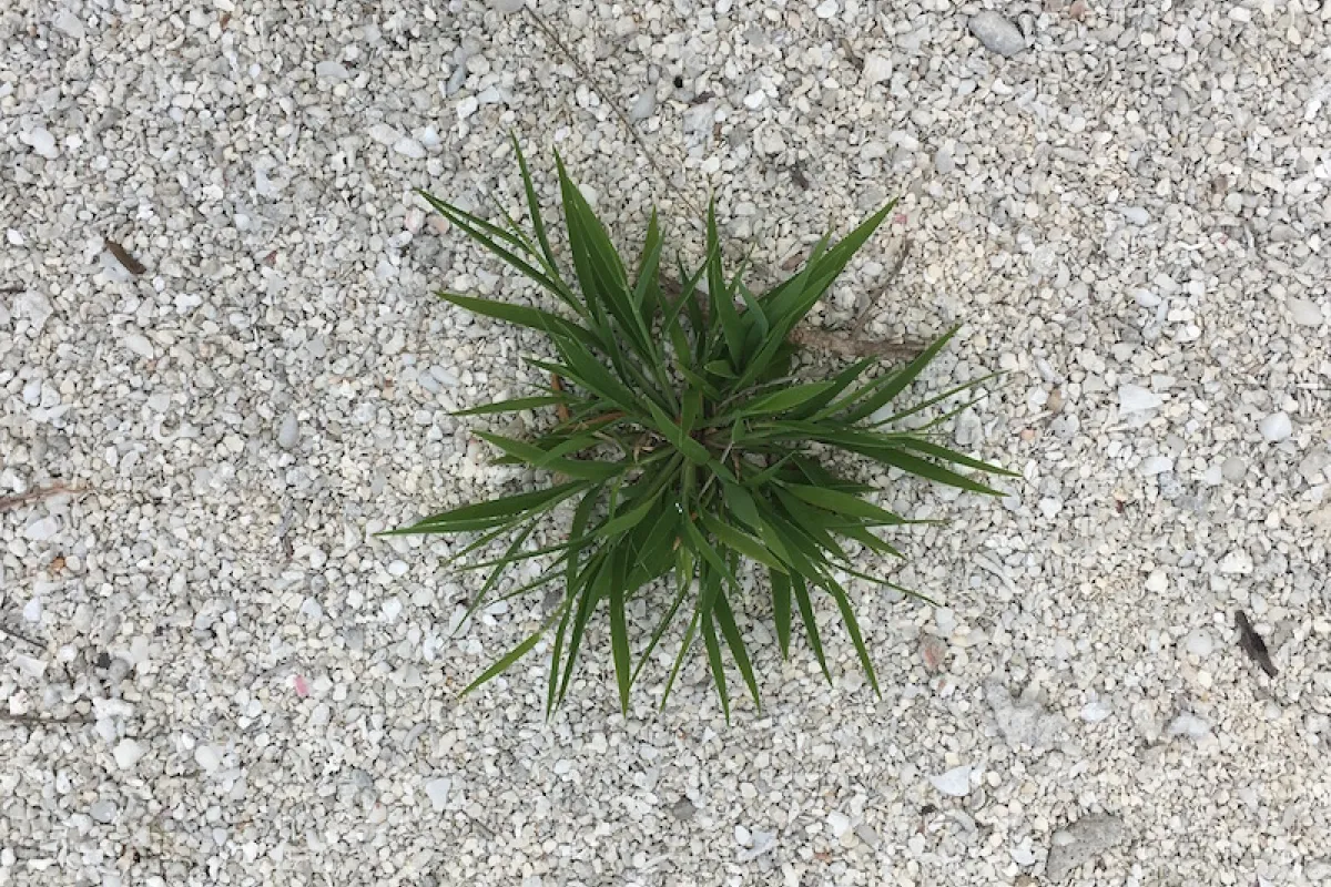 Lepturus repens on motu Honuea