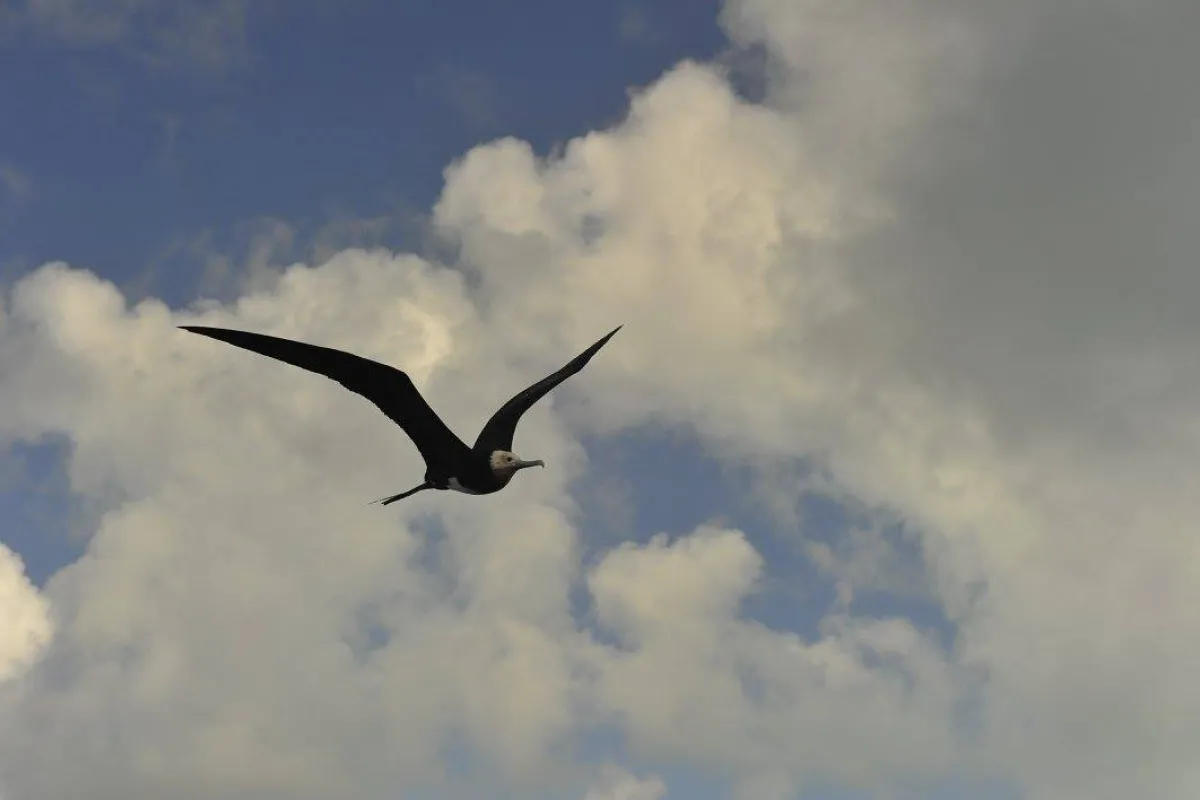 Lesser Frigatebird