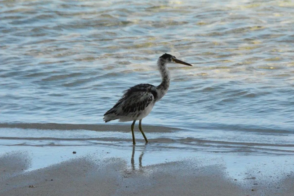 Pacific reef egret on the beach