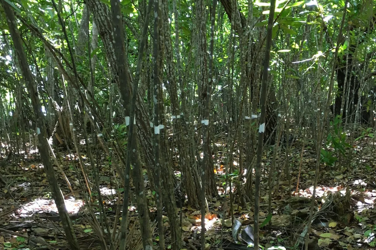 A stand of Tamanu trees - they've been measured, counted, and marked as part of the forest plots study