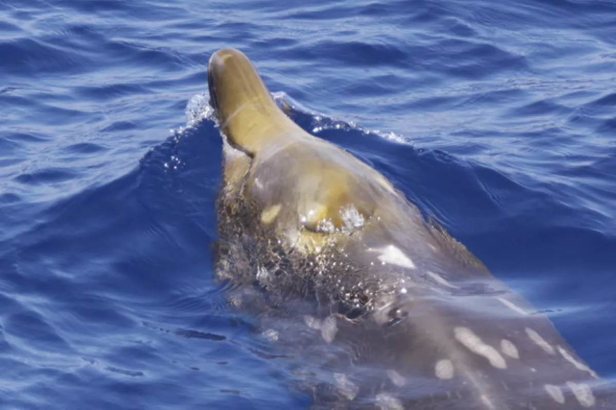 Baleine à bec de Blainville