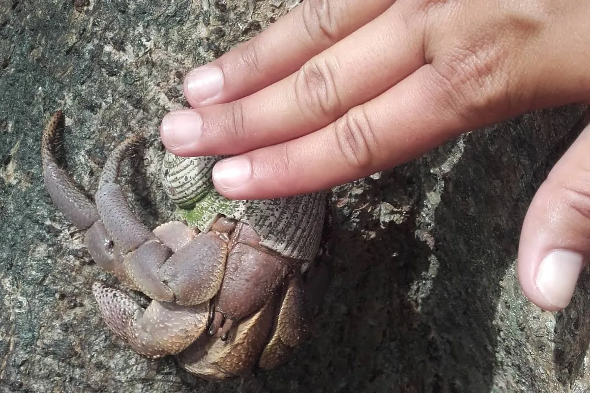 The Indonesian hermit crab is an omnivore and detritivore and can feed itself with both plant debris and animals.