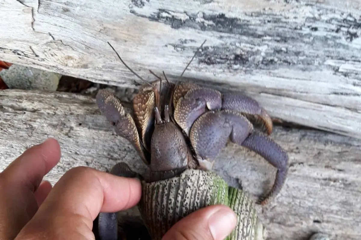 The Indonesian hermit crab is one of the largest that one can encounter on Tetiaroa. It is widespread in the Indo-Pacific. 