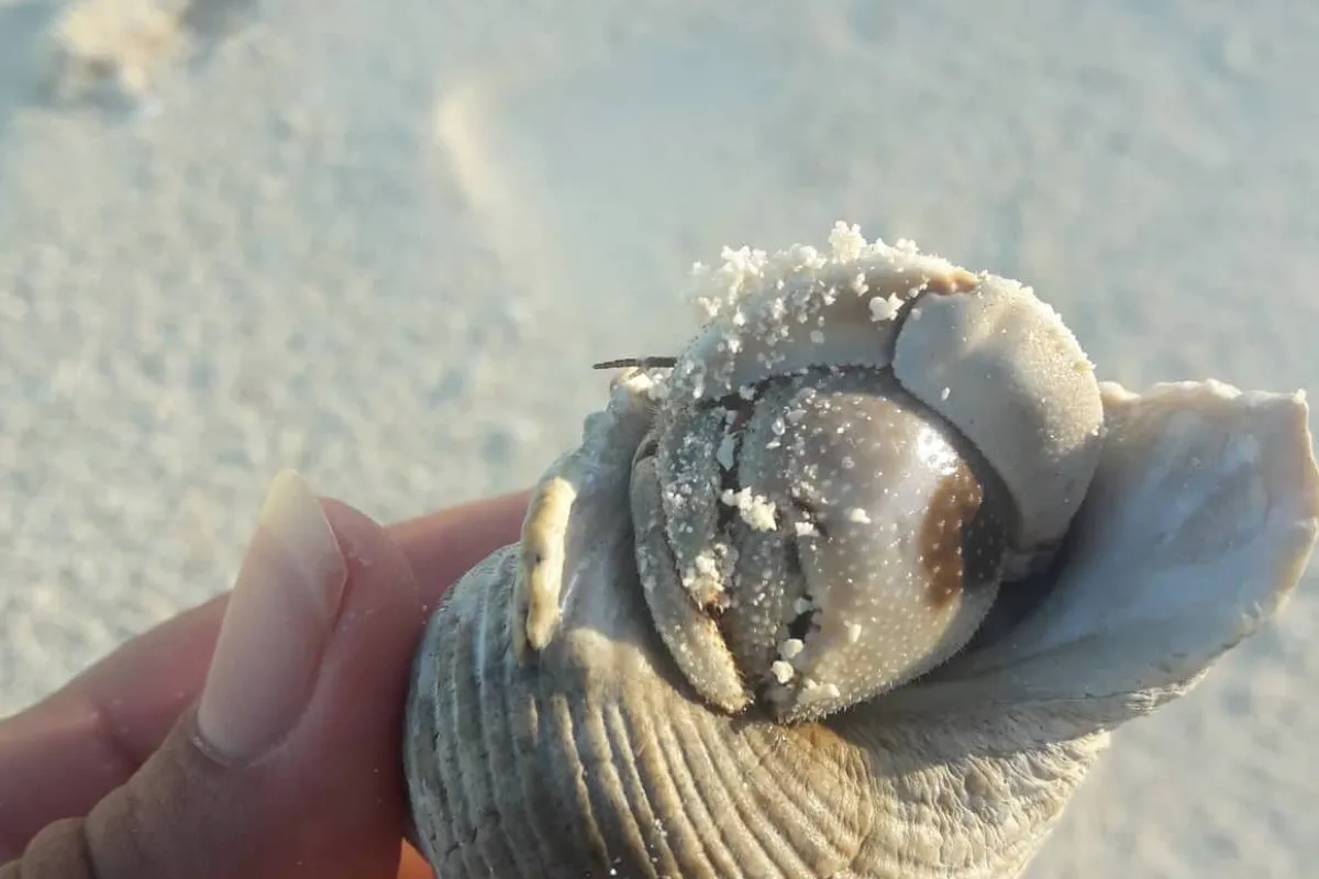 On retrouve ce crabe sur la plage ou à l'intérieur du motu.