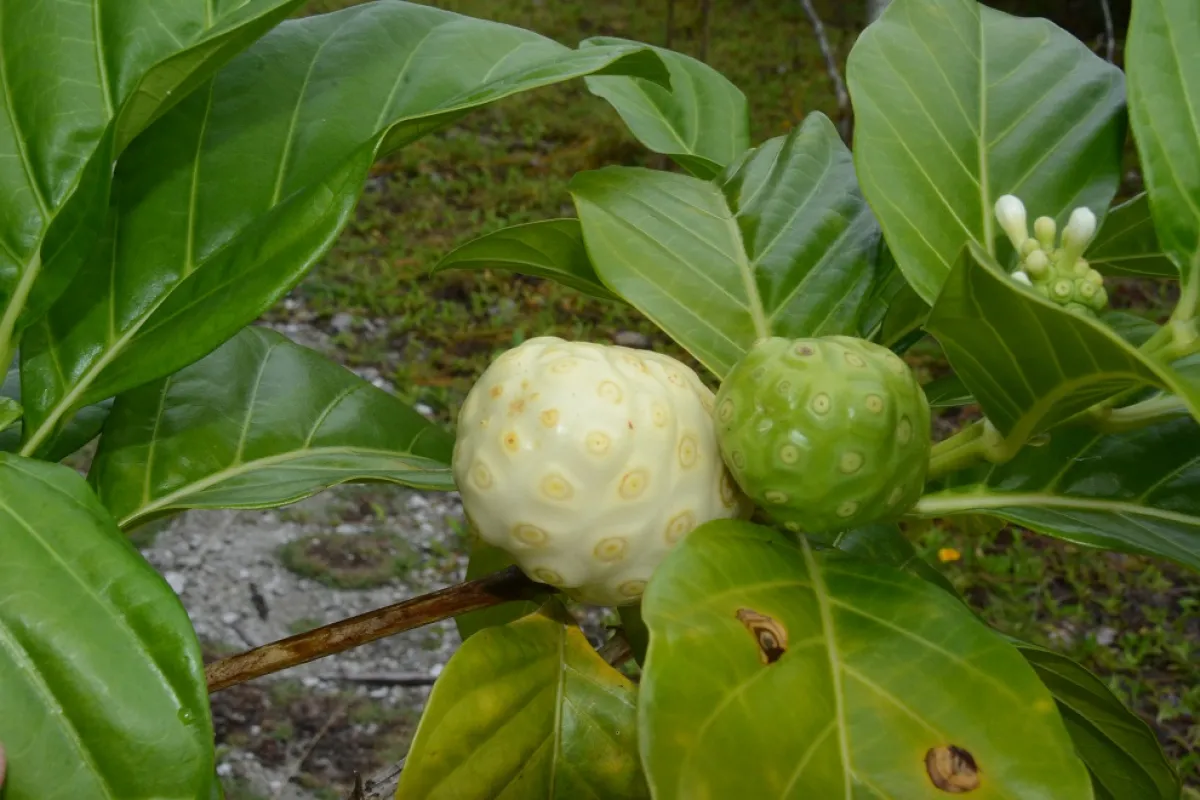 These small trees have fruits in the shape of potatoes.