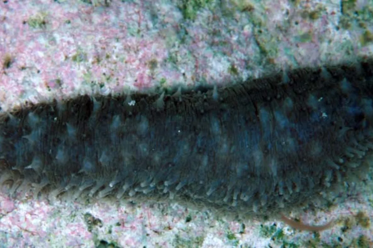 Ils avalent de grandes quantités de sable, ce qui fait partie de leur rôle de filtreur.