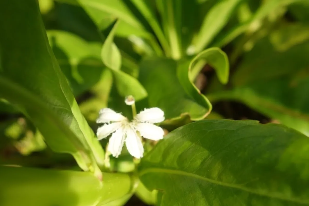 The shrub distributes its seeds by using oceanic currents and endozoochory: some birds eat its seeds. 