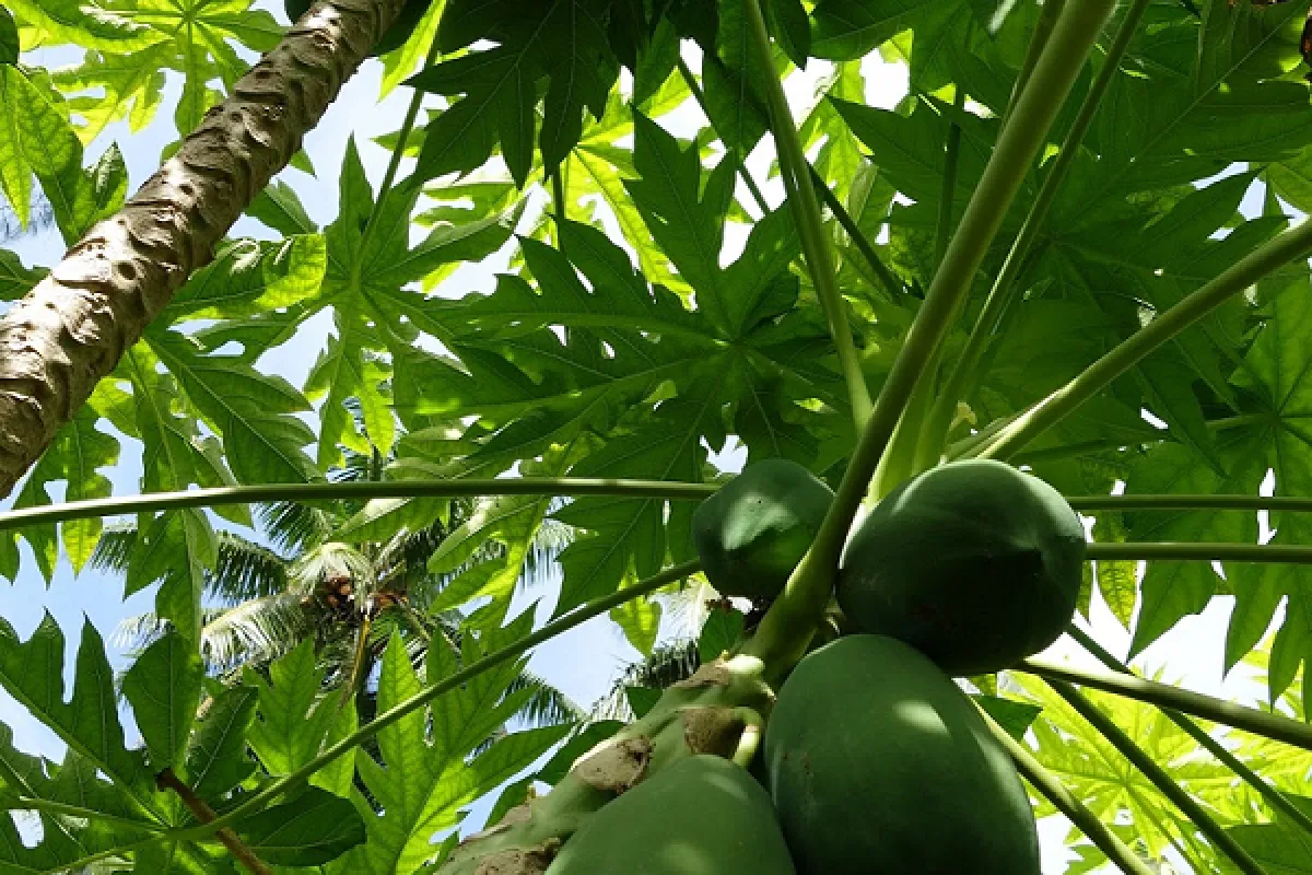 The papaya tree is an evergreen dicotyledonous plant.