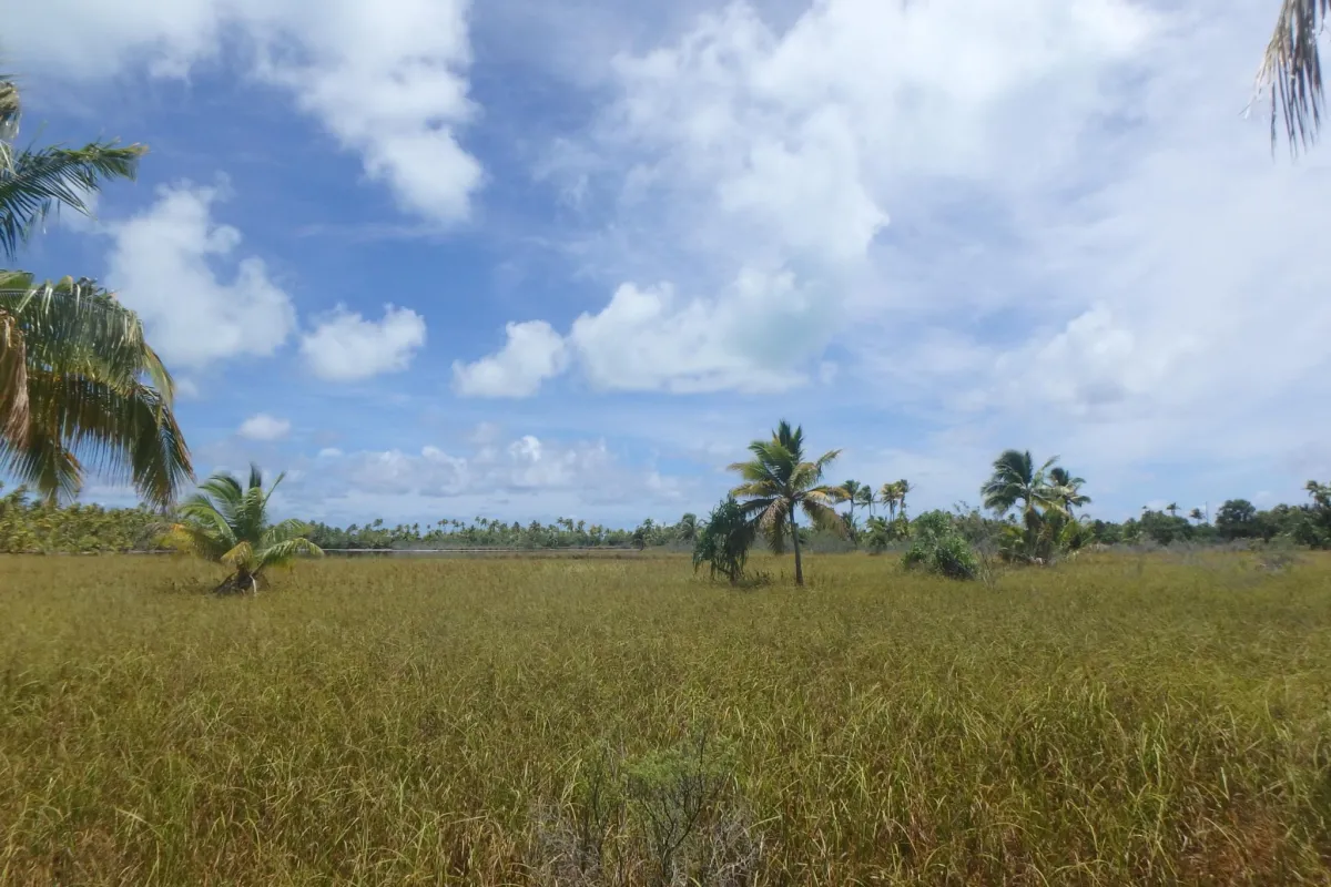 A sea of grass