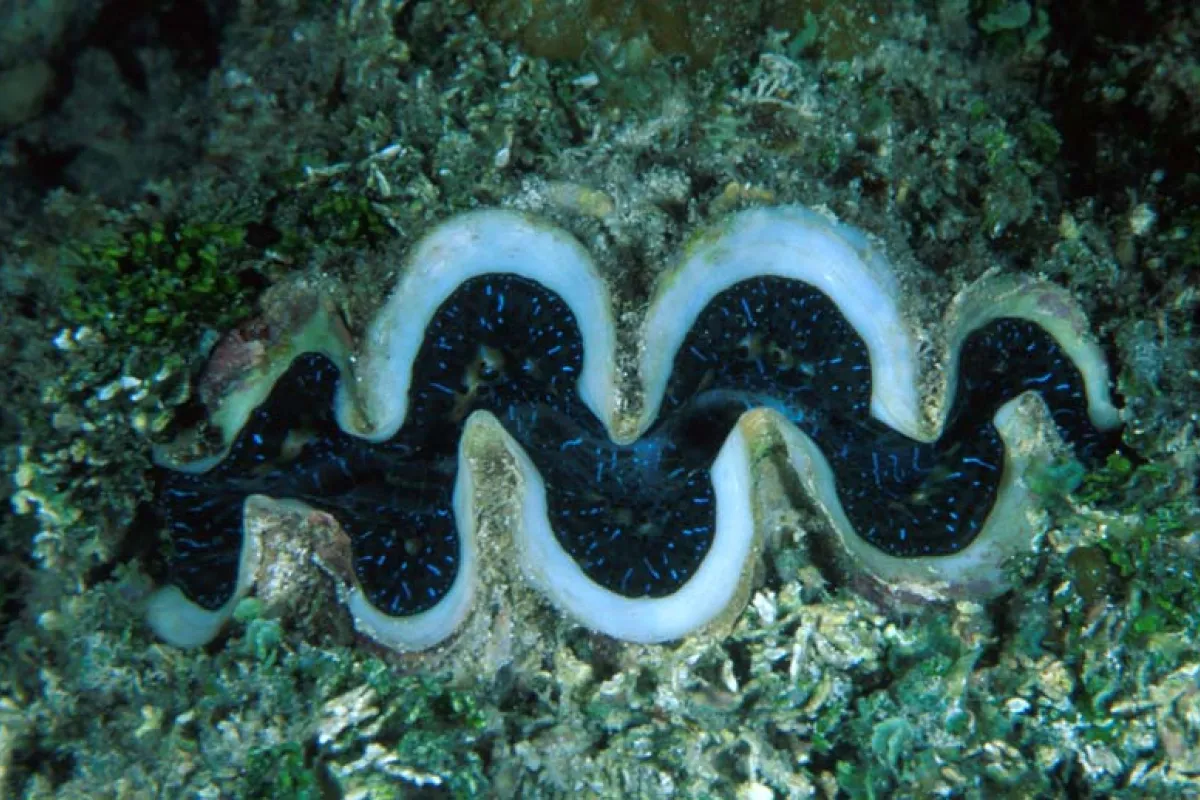 Ses couleurs proviennent de minuscules algues appelées zooxanthelles, qu'elles absorbent dans leurs tissus.