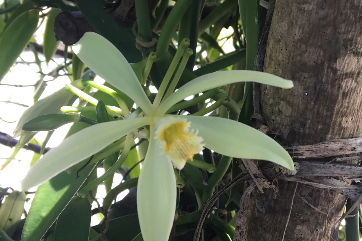 The vanilla plant has to be pollinated by the Melipona bee, which is not present in Polynesia, so the pollination must be done manually