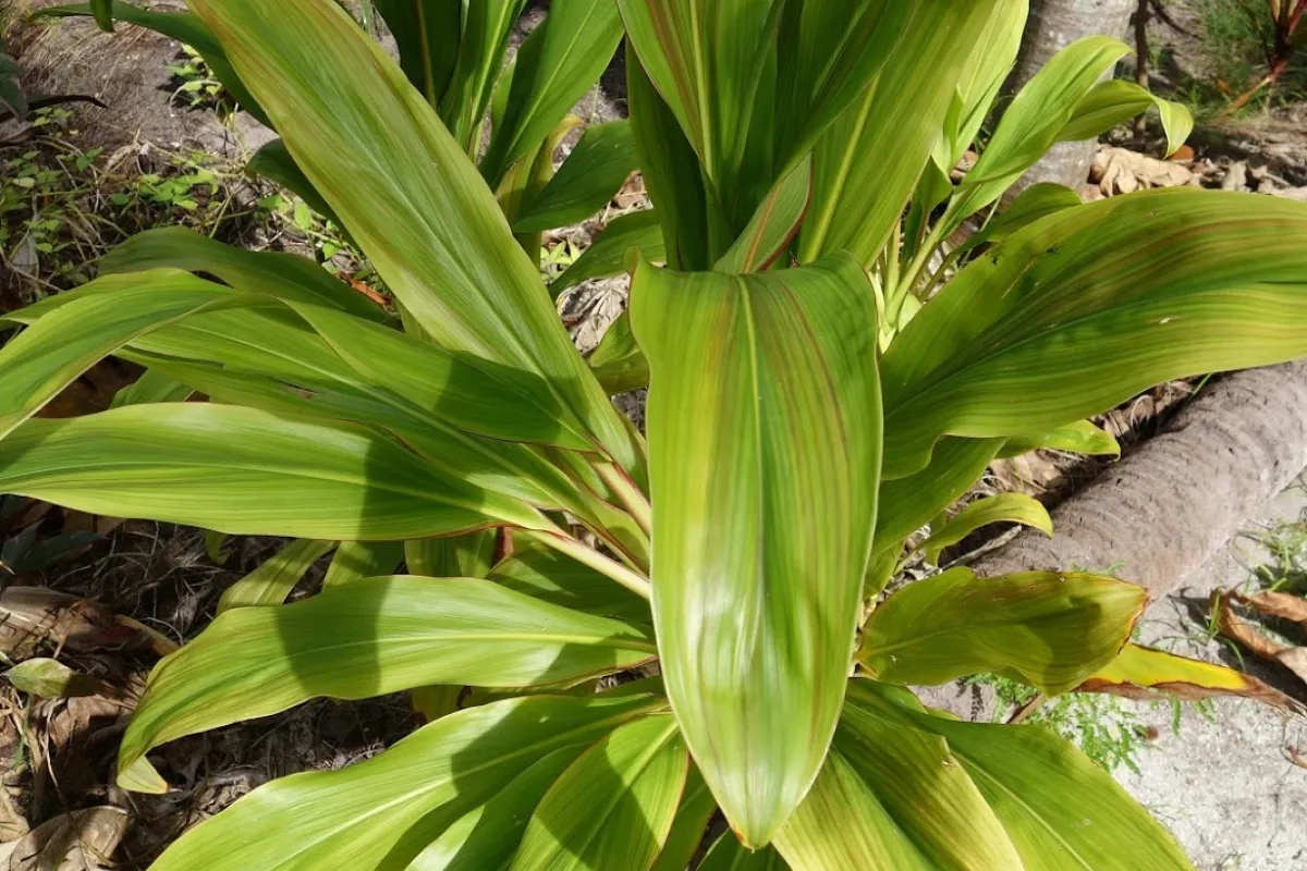 The leaves were consumed by the Hawaiians who also used the roots of the ‘Auti to make a strong alcohol, O-Kole-Hao, which was a tradition taught to the Tahitians. The European missionaries used them to ferment their beer.