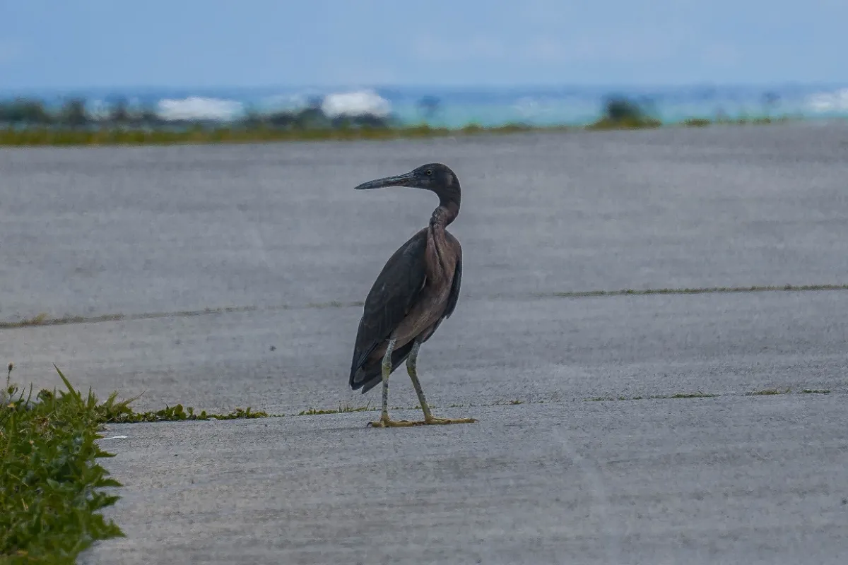 Pacific reef egret