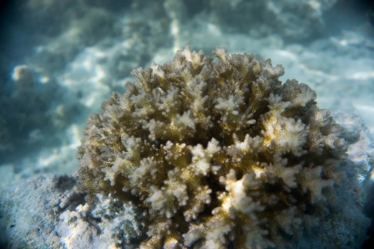 Le corail à cornes est un corail ramifié rose rouge avec des « verrues » de différentes tailles.