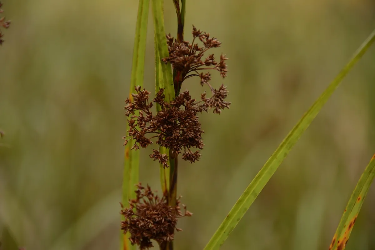 A brown flower