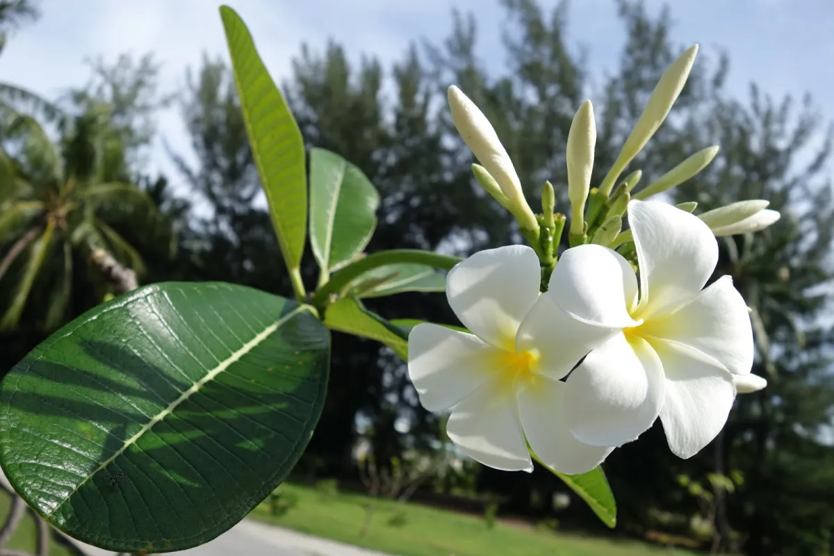 The colors of the flowers that we find in Tetiaroa are white, yellow-white, pink, and red.