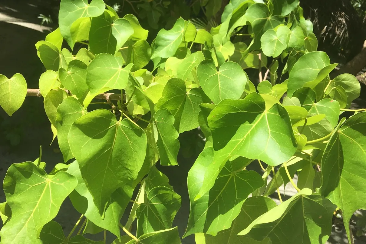 The Miro is a tree with yellow heart shaped leaves.