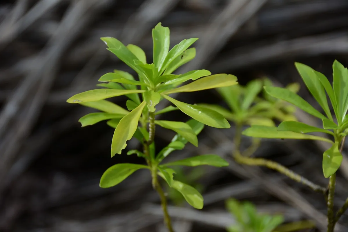 The edible leaves have a distinct mustard taste 