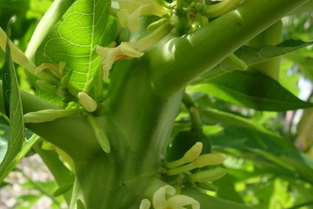 This tree has several uses, notably in pharmacopoeia where roots, flowers, fruit, seeds, and its latex have medicinal and  antiseptic properties.