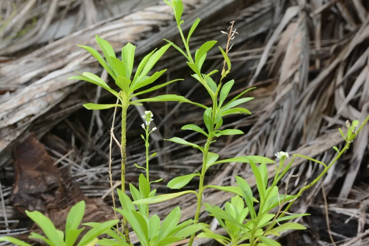 Horahora has notable medicinal properties