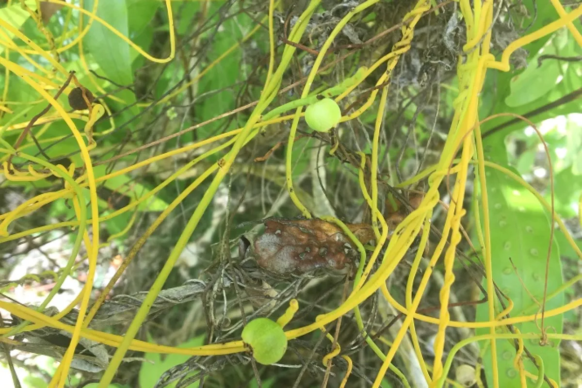 A vine used to make head decorations