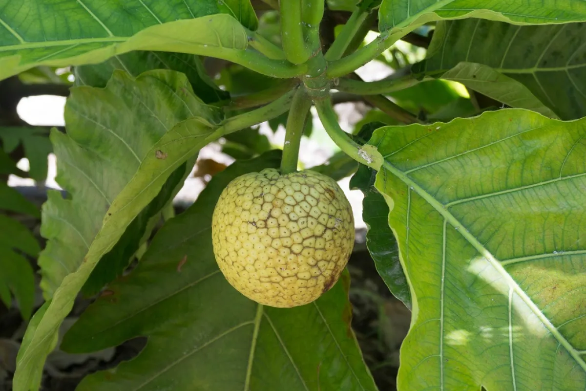 The fruit can grow larger than a volley ball, and is a fundamental staple of the Polynesian diet. 