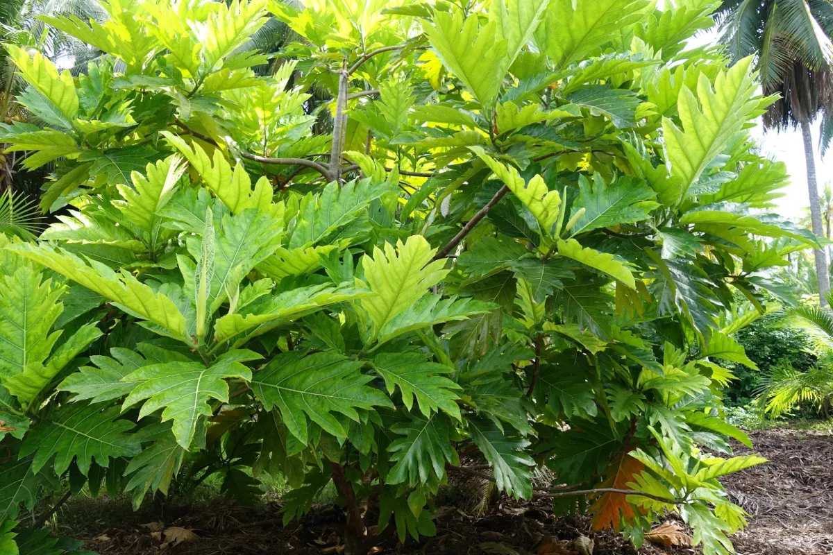 This tree was introduced to Europe in the 18th century by Captain Bligh who was charged with bringing ‘Uru saplings to the British West Indies.