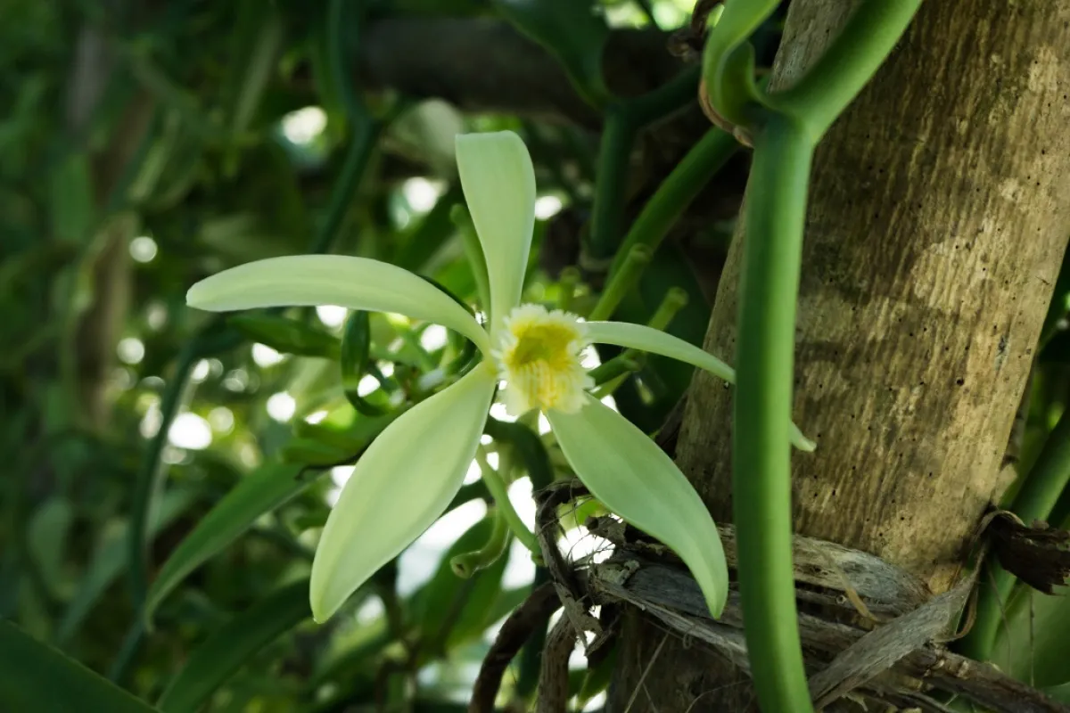 Each married flower produces one vanilla pod.