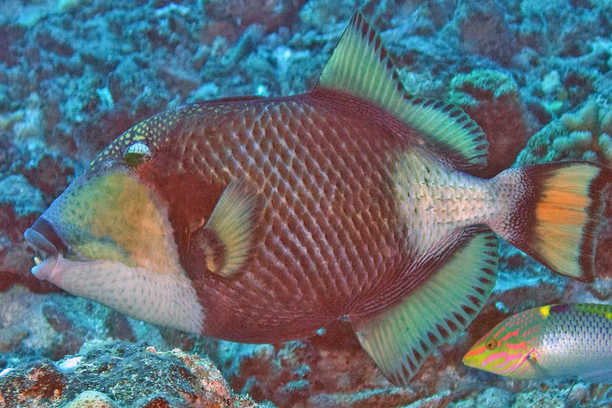 Because of its strong teeth, it eats coral, crustaceans, and mollusks as well as echinoderms such as the Acanthaster.