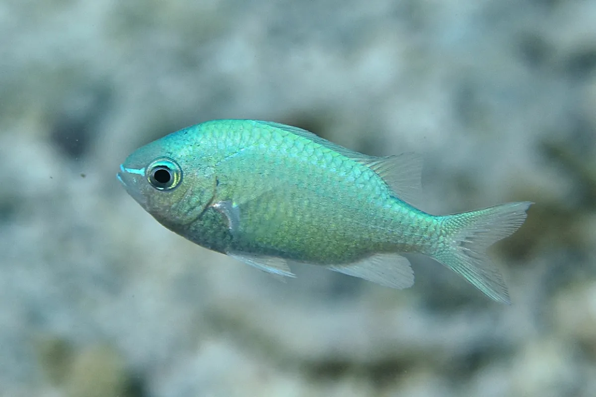 Cette Demoiselle est plutôt planctonophage: elle se nourrit de phytoplancton et zooplancton.