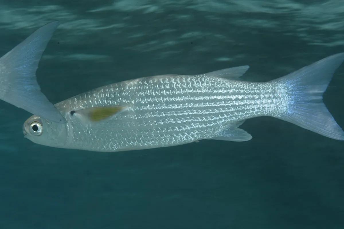 Tehu is recognizable thanks to its silver body and olive green back along with pectoral fins that are yellow with black base and its forked tail.