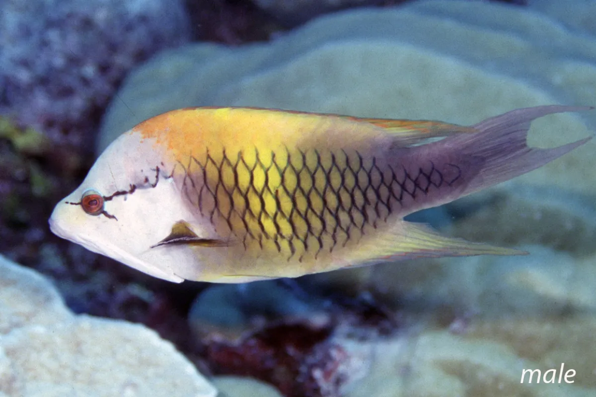 In its terminal phase, males have a white head and a black body with an orange back.